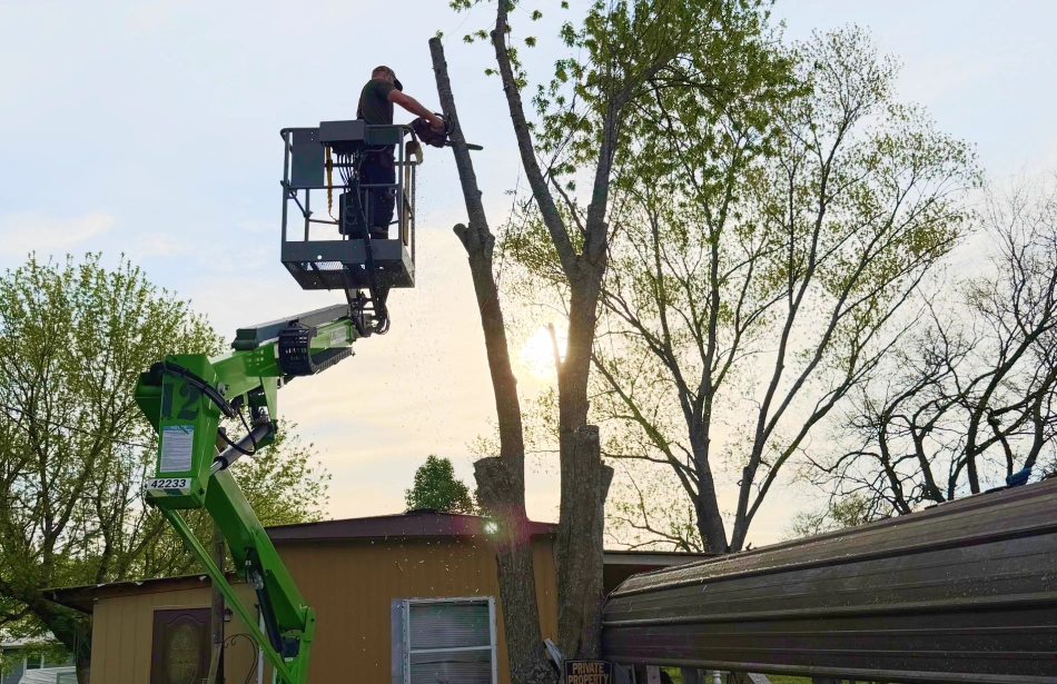 Emergency Tree Services service 4
