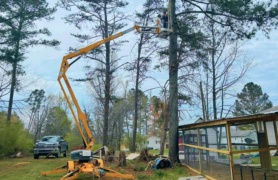 Tree Pruning & Trimming service 2 Tree Pruning & Trimming service 2